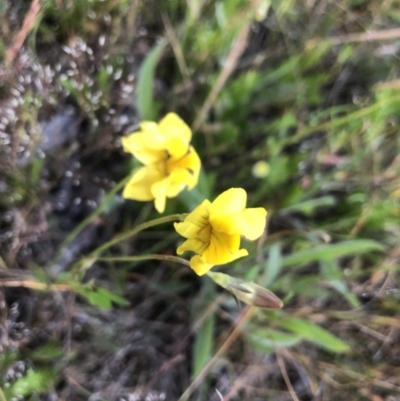 Goodenia pinnatifida (Scrambled Eggs) at Belconnen, ACT - 31 Oct 2021 by Dora