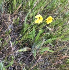 Goodenia pinnatifida at Belconnen, ACT - 31 Oct 2021