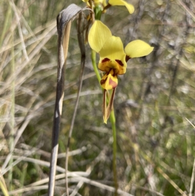 Diuris sulphurea (Tiger Orchid) at Bungendore, NSW - 31 Oct 2021 by yellowboxwoodland