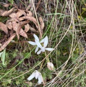 Caladenia ustulata at Bungendore, NSW - suppressed