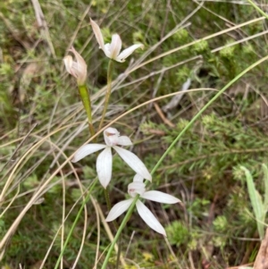 Caladenia ustulata at Bungendore, NSW - suppressed