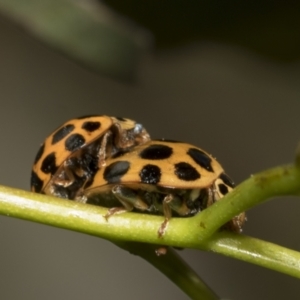 Harmonia conformis at Molonglo Valley, ACT - 31 Oct 2021