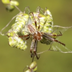 Araneinae (subfamily) (Orb weaver) at Sth Tablelands Ecosystem Park - 31 Oct 2021 by AlisonMilton