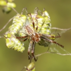 Araneinae (subfamily) at Molonglo Valley, ACT - 31 Oct 2021 04:44 PM