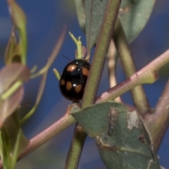 Paropsisterna octosignata (Eucalyptus leaf beetle) at Molonglo Valley, ACT - 31 Oct 2021 by AlisonMilton