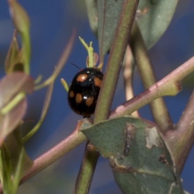 Paropsisterna octosignata (Eucalyptus leaf beetle) at National Arboretum Woodland - 31 Oct 2021 by AlisonMilton