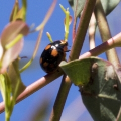 Paropsisterna octosignata at Molonglo Valley, ACT - 31 Oct 2021