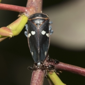 Eurymela fenestrata at Molonglo Valley, ACT - 31 Oct 2021 04:01 PM