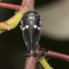 Eurymela fenestrata (Gum tree leafhopper) at Molonglo Valley, ACT - 31 Oct 2021 by AlisonMilton