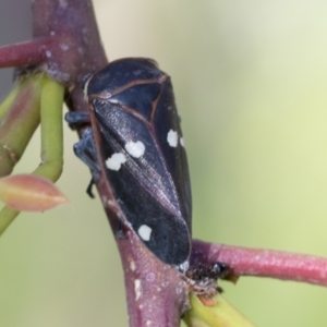 Eurymela fenestrata at Molonglo Valley, ACT - 31 Oct 2021