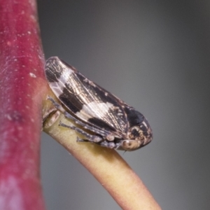 Eurymeloides punctata at Molonglo Valley, ACT - 31 Oct 2021