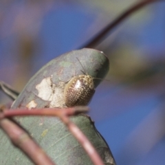 Paropsisterna decolorata (A Eucalyptus leaf beetle) at National Arboretum Woodland - 31 Oct 2021 by AlisonMilton