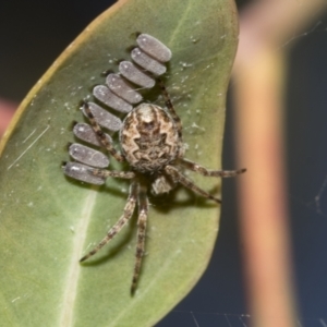 Araneus hamiltoni at Molonglo Valley, ACT - 31 Oct 2021