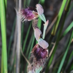 Calochilus platychilus at Molonglo Valley, ACT - 29 Oct 2021