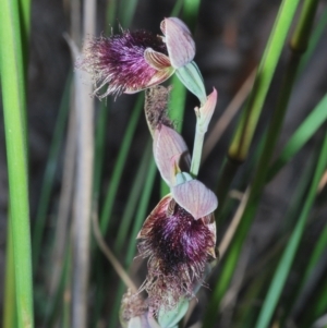 Calochilus platychilus at Molonglo Valley, ACT - 29 Oct 2021