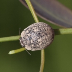 Trachymela sp. (genus) (Brown button beetle) at National Arboretum Woodland - 31 Oct 2021 by AlisonMilton
