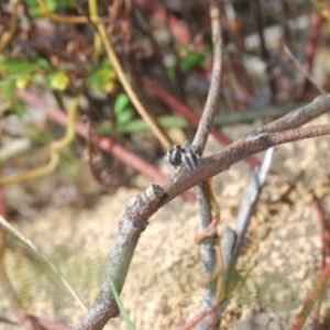 Maratus calcitrans at Molonglo Valley, ACT - 30 Oct 2021