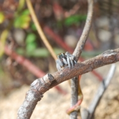 Maratus calcitrans at Molonglo Valley, ACT - suppressed