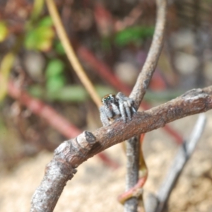 Maratus calcitrans at Molonglo Valley, ACT - 30 Oct 2021