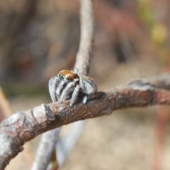 Maratus calcitrans at Molonglo Valley, ACT - suppressed