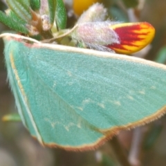 Chlorocoma dichloraria (Guenee's or Double-fringed Emerald) at Oallen, NSW - 31 Oct 2021 by Harrisi