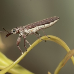 Rhinotia filiformis at Scullin, ACT - 31 Oct 2021