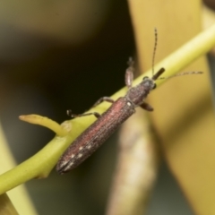 Rhinotia filiformis at Scullin, ACT - 31 Oct 2021