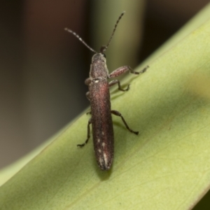 Rhinotia filiformis at Scullin, ACT - 31 Oct 2021