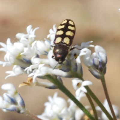 Castiarina decemmaculata (Ten-spot Jewel Beetle) at Oallen, NSW - 31 Oct 2021 by Harrisi