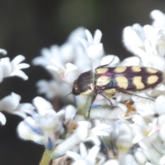 Castiarina decemmaculata at Oallen, NSW - 31 Oct 2021