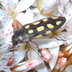 Castiarina parallela (A Jewel Beetle) at Oallen, NSW - 31 Oct 2021 by Harrisi