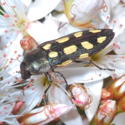 Castiarina parallela (A Jewel Beetle) at QPRC LGA - 31 Oct 2021 by Harrisi