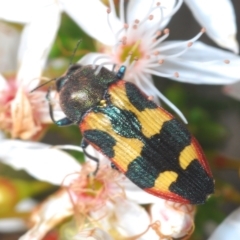 Castiarina sexplagiata (Jewel beetle) at Oallen, NSW - 31 Oct 2021 by Harrisi