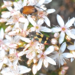 Castiarina sexplagiata at Oallen, NSW - 31 Oct 2021