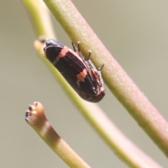 Eurymeloides punctata (Gumtree hopper) at Hawker, ACT - 30 Oct 2021 by AlisonMilton