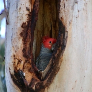 Callocephalon fimbriatum at Hughes, ACT - 29 Oct 2021