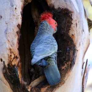 Callocephalon fimbriatum at Hughes, ACT - suppressed