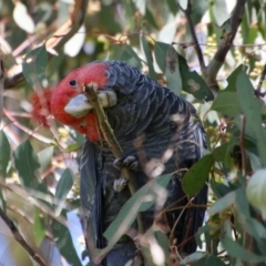 Callocephalon fimbriatum (Gang-gang Cockatoo) at Red Hill Nature Reserve - 30 Oct 2021 by LisaH
