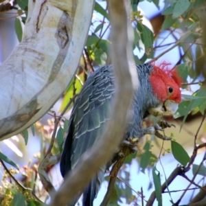 Callocephalon fimbriatum at Hughes, ACT - 30 Oct 2021