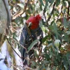 Callocephalon fimbriatum at Hughes, ACT - 30 Oct 2021