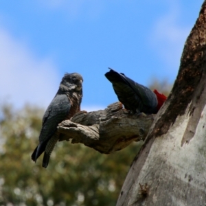 Callocephalon fimbriatum at Hughes, ACT - 30 Oct 2021