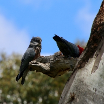 Callocephalon fimbriatum (Gang-gang Cockatoo) at Red Hill to Yarralumla Creek - 30 Oct 2021 by LisaH