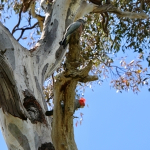 Callocephalon fimbriatum at Hughes, ACT - 30 Oct 2021