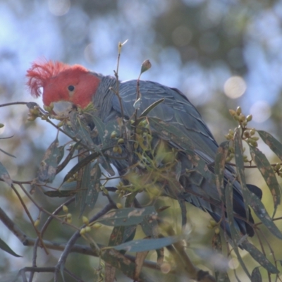 Callocephalon fimbriatum (Gang-gang Cockatoo) at Red Hill to Yarralumla Creek - 31 Oct 2021 by LisaH