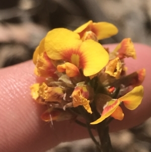 Dillwynia sericea at Bungonia, NSW - 31 Oct 2021