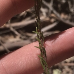 Dillwynia sericea at Bungonia, NSW - 31 Oct 2021 09:59 AM