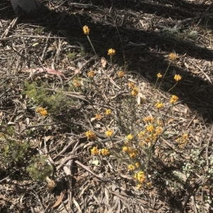 Dillwynia sericea at Bungonia, NSW - 31 Oct 2021 09:59 AM