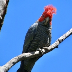 Callocephalon fimbriatum (Gang-gang Cockatoo) at Red Hill Nature Reserve - 31 Oct 2021 by LisaH