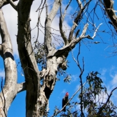 Callocephalon fimbriatum at Deakin, ACT - suppressed