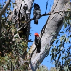 Callocephalon fimbriatum at Deakin, ACT - suppressed